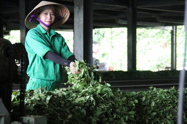 Tại xưởng chế biến chè ở Công ty CP Mía đường Sôm Lam (ảnh Quốc Khánh)