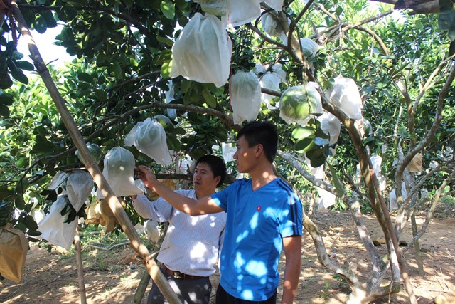 Vườn bưởi đặc sản giống bưởi Quang Tiến ở phường Thái Hòa (ảnh Quốc Khánh)