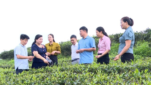 Bà Bùi Thị Mão luôn tận tình hướng dẫn người dân quy trình trồng và sản xuất chè sạch, góp phần nâng cao chất lượng vùng nguyên liệu.