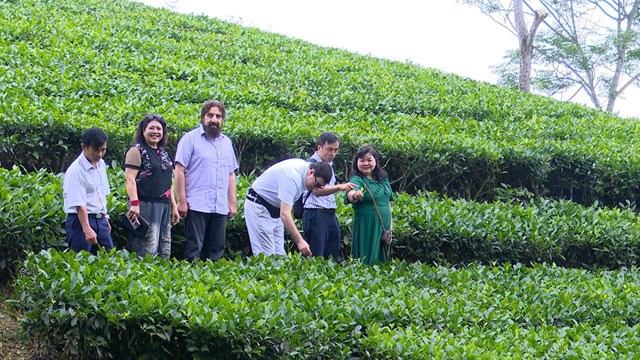 Nhiều đoàn khách trong nước và quốc tế đến tham quan, tìm hiểu quy trình trồng và sản xuất chè tại Công ty TNHH Chè Hoài Trung.