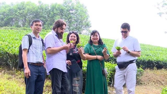 Nhiều đoàn khách trong nước và quốc tế đến tham quan, tìm hiểu quy trình trồng và sản xuất chè tại Công ty TNHH Chè Hoài Trung.