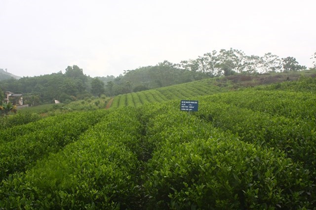 HTX Ch&egrave; Thịnh An - Th&aacute;i Nguy&ecirc;n, v&ugrave;ng sản xuất ch&egrave; an to&agrave;n n&acirc;ng cao gi&aacute; trị gia tăng v&agrave; ph&aacute;t triển bền vững.