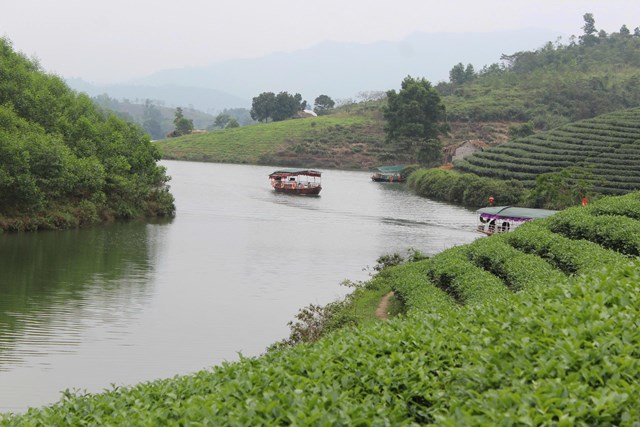 Phát triển du lịch đồi chè ở Thanh Chương