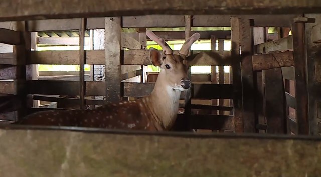 Đôi vợ chồng trẻ hái lộc hươu trên núi thơm Hà Tĩnh - Ảnh 1