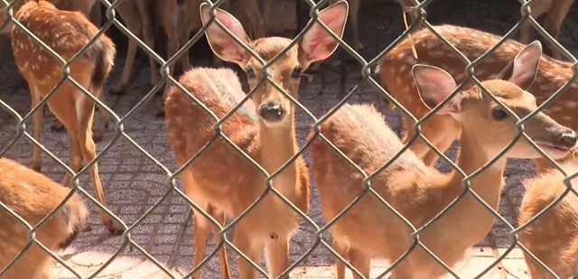 Công ty TNHH Hu So đã xây dựng vùng nguyên liệu với trang trại 5 hec ta nuôi từ hơn 200 con hươu trở lên