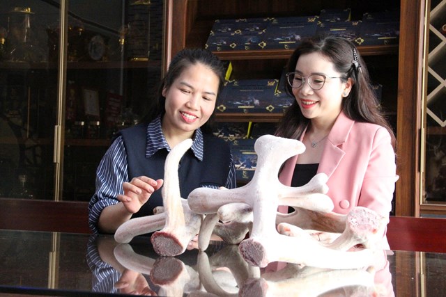 Chị Trần Thị Hằng, khách hàng đến từ phường Vinh Lộc (TP Vinh, Nghệ An), hào hứng chia sẻ lần đầu được tận mắt thấy những cặp nhung tươi “hoành tráng” như vậy