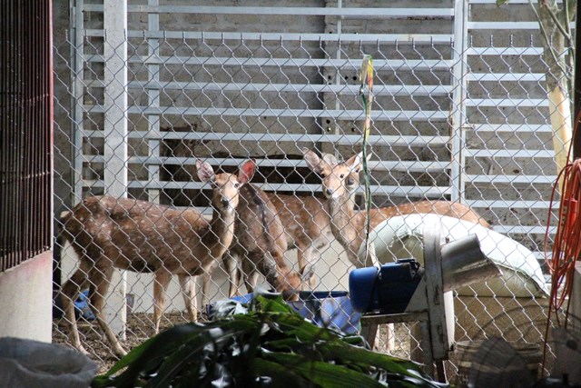 Vượt lên hoàn cảnh: Người phụ nữ Hà Tĩnh làm giàu bền vững từ con hươu - Ảnh 2