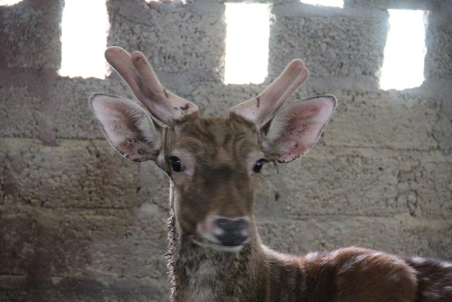Vượt lên hoàn cảnh: Người phụ nữ Hà Tĩnh làm giàu bền vững từ con hươu - Ảnh 3