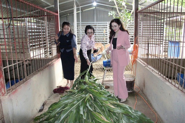 Hươu tại trang trại được nuôi theo hướng tự nhiên, chỉ ăn cỏ và hoa quả hái từ núi giúp đàn hươu khỏe mạnh và cho chất lượng nhung tốt