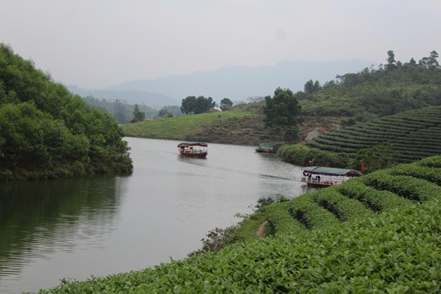 C&aacute;c v&ugrave;ng nguy&ecirc;n liệu ch&egrave; tại Nghệ An c&ograve;n l&agrave; điểm đến du lịch trải nghiệm hấp dẫn du kh&aacute;ch.
