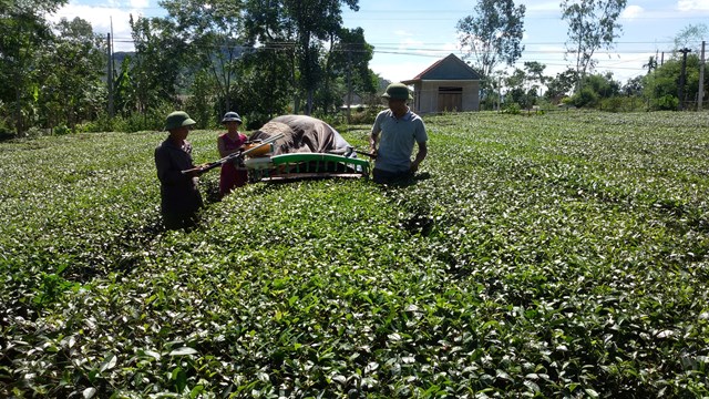N&ocirc;ng d&acirc;n thu h&aacute;i ch&egrave; tại v&ugrave;ng nguy&ecirc;n liệu.