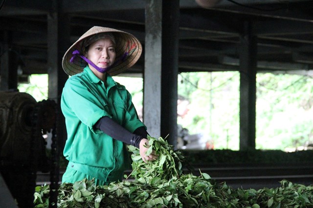 Mía đường Sông Lam bứt phá nhờ chuyển hướng phát triển cây chè chủ lực - Ảnh 1