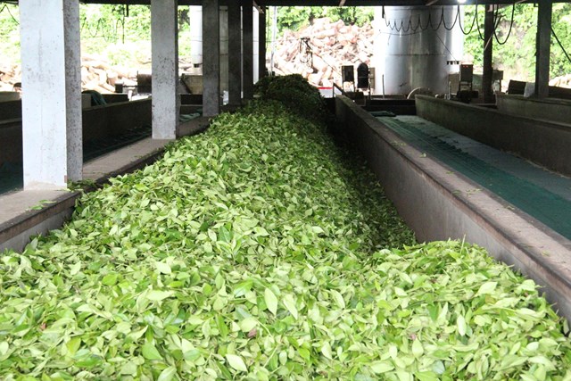 Mía đường Sông Lam bứt phá nhờ chuyển hướng phát triển cây chè chủ lực - Ảnh 2