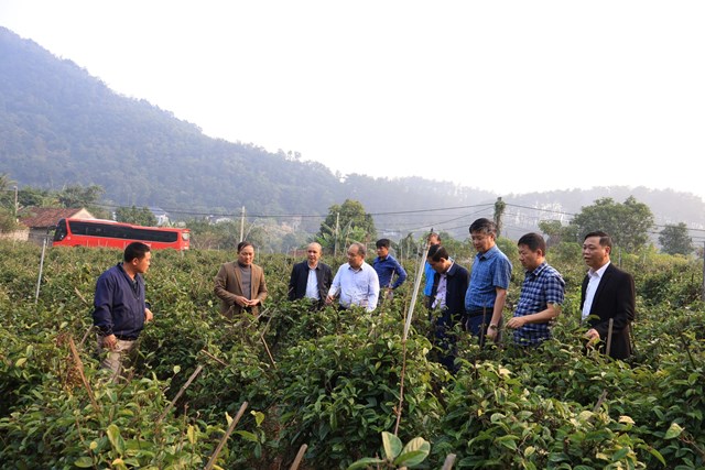 Xã Vân Sơn học tập mô hình trồng ba kích hiệu quả tại Đạo Trù - Ảnh 1