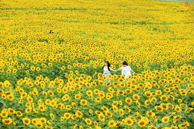 Tập đoàn TH coi đây là món quà dành cho người dân và khách tham quan cả nước khi tới Phủ Quỳ (xã Nghĩa Lâm), tỉnh Nghệ An