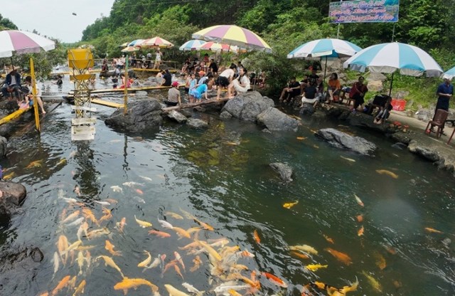 Sắc vàng Nghĩa Đàn gọi mùa: Du lịch miền Tây xứ Nghệ sôi động những ngày cuối năm - Ảnh 1