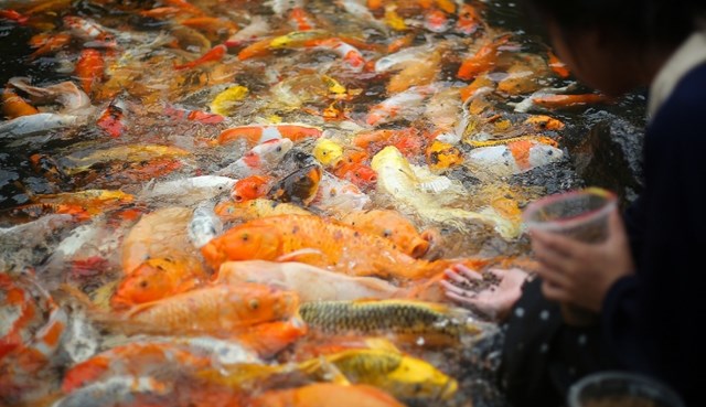 Du khách có thể tham quan suối cá vàng Khe Tọ – điểm đến độc đáo gắn với thiên nhiên hoang sơ