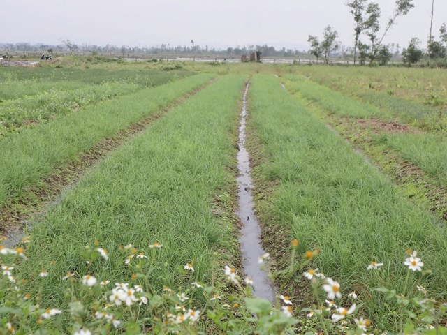 Những luống hành tăm xanh tốt, hứa hẹn vụ mùa bội thu.