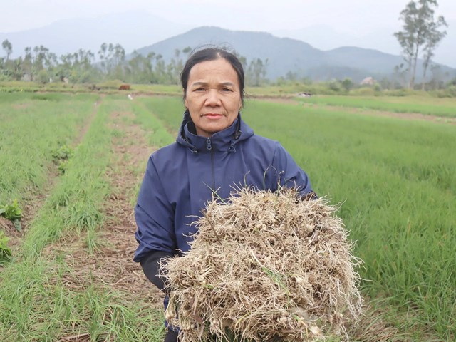 Bà Đặng Thị Phương (thôn Hòa Thịnh, xã Can Lộc) phấn khởi bên ruộng hành tăm vào vụ.