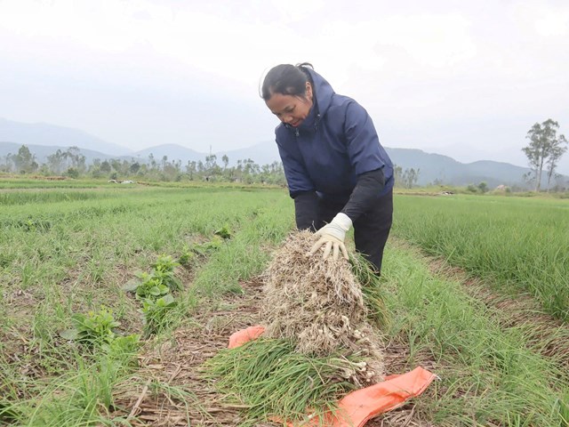 Nông dân xã Can Lộc phấn khởi thu hoạch hành tăm đầu vụ.