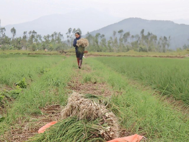 Hành tăm Can Lộc từng bước khẳng định thương hiệu nông sản địa phương.