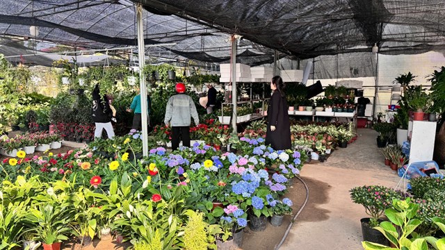 Không khí mua bán hoa, cây cảnh sôi động tại các nhà vườn.