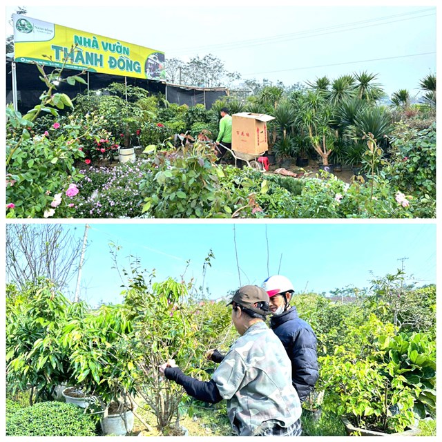 Nhà vườn tất bật chăm sóc hoa, cây cảnh phục vụ thị trường Tết.