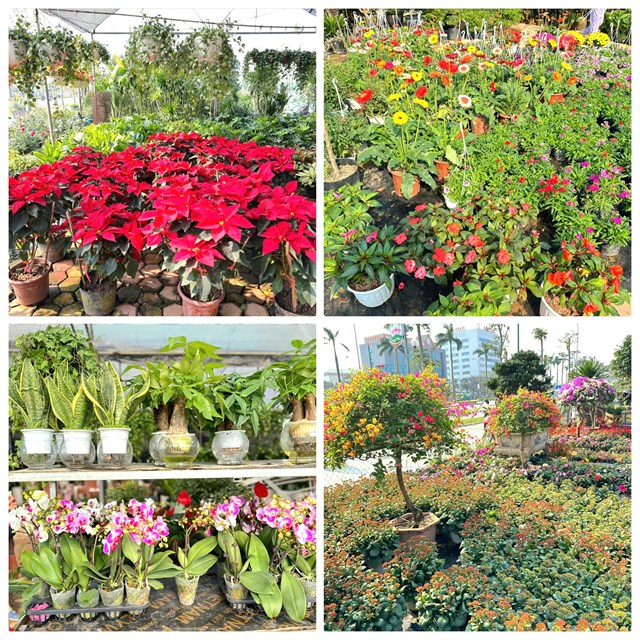 Hoa Tết khoe sắc rực rỡ tại Phường Thành Sen.