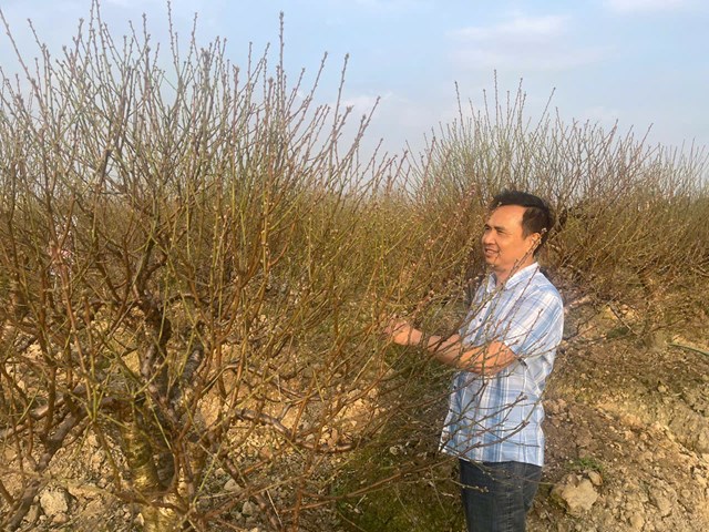 Anh Đo&agrave;n Đức Hải (TDP D&acirc;n Hạnh) cho biết việc đ&aacute;nh gốc sớm, chăm s&oacute;c v&agrave; h&atilde;m để hoa nở v&agrave;o đ&uacute;ng dịp Tết,