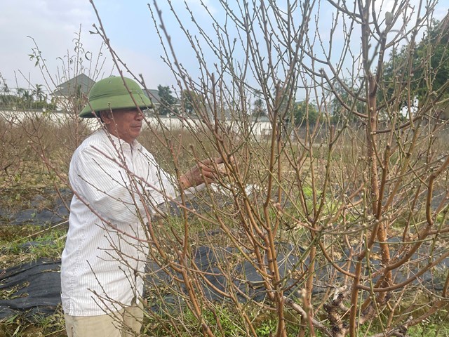 &Ocirc;ng Nguyễn Sinh Nghệ - Người trồng đ&agrave;o TDP d&acirc;n hạnh tỉ mỉ kiểm tra từng gốc c&acirc;y, điều chỉnh kỹ thuật chăm s&oacute;c để hoa nở đ&uacute;ng thời điểm.