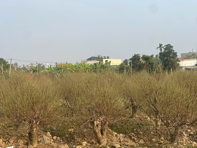 To&agrave;n cảnh v&ugrave;ng trồng hoa, c&acirc;y cảnh phường An Dương rực rỡ sắc xu&acirc;n, sẵn s&agrave;ng cung ứng cho thị trường Tết.