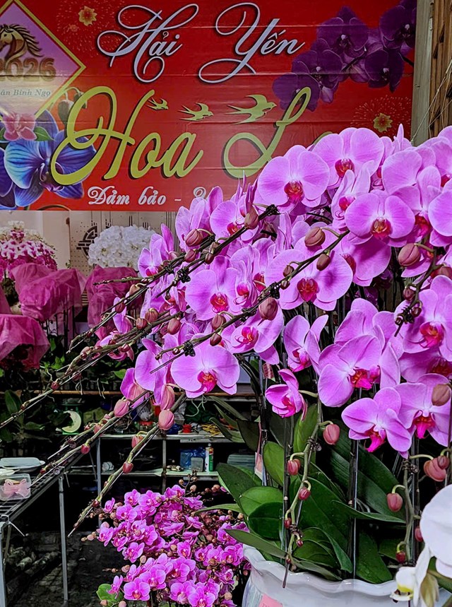 Không gian trưng bày lan hồ điệp rực rỡ sắc xuân tại cơ sở Hoa Lan Hải Yến (số 42, TDP Dân Hạnh, phường An Dương, TP. Hải Phòng) thu hút đông đảo khách hàng đến tham quan, lựa chọn mua sắm trong những ngày cận Tết Nguyên đán.