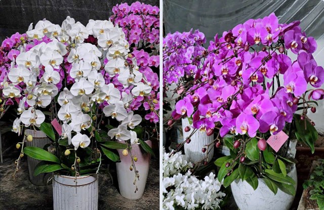 Biển hiệu “Hoa Lan Hải Yến” – địa chỉ cung cấp lan hồ điệp uy tín tại TP. Hải Phòng, sẵn sàng phục vụ nhu cầu trưng bày, biếu tặng của người dân, cơ quan và doanh nghiệp trong dịp Tết Nguyên đán.