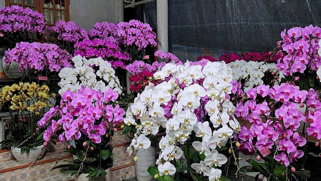 Những chậu lan hồ điệp tại cơ sở Hoa Lan Hải Yến được tuyển chọn kỹ lưỡng, phối ghép tinh tế, màu sắc hài hòa, mang ý nghĩa may mắn, sung túc và thịnh vượng trong năm mới.