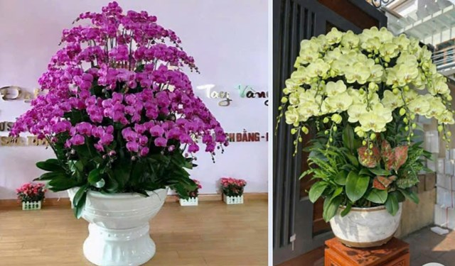 Hoa Lan Hải Yến – Điểm hẹn lan hồ điệp rực rỡ mỗi độ xuân về tại Hải Phòng - Ảnh 2