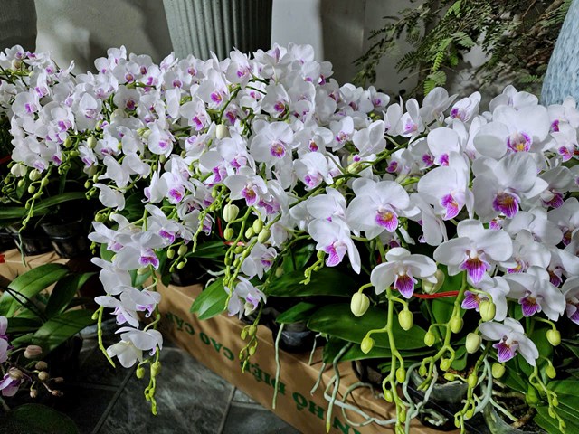 Hoa Lan Hải Yến – Điểm hẹn lan hồ điệp rực rỡ mỗi độ xuân về tại Hải Phòng - Ảnh 3