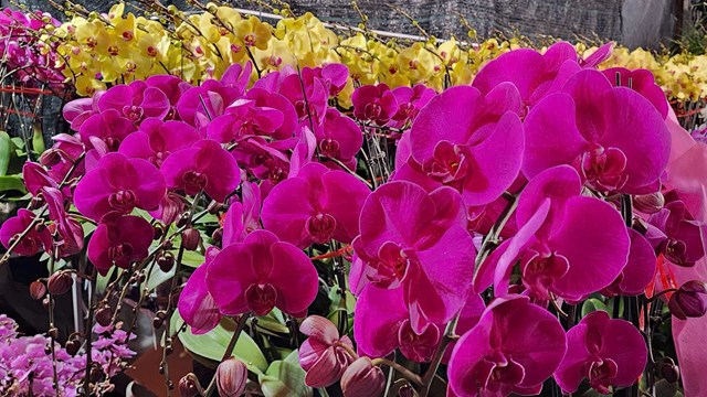 Hoa Lan Hải Yến – Điểm hẹn lan hồ điệp rực rỡ mỗi độ xuân về tại Hải Phòng - Ảnh 5