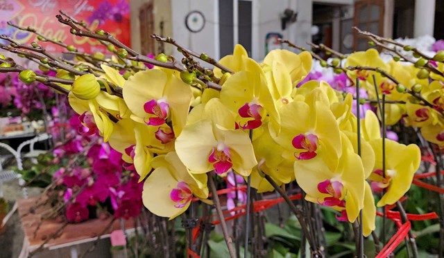 Cửa hàng Hoa Lan Hải Yến những ngày giáp Tết Nguyên đán luôn nhộn nhịp khách ra vào, khi nhu cầu mua hoa trưng xuân và biếu tặng của người dân tăng cao.
