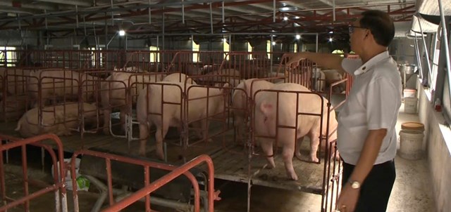 Tỷ ph&uacute; n&ocirc;ng d&acirc;n Nguyễn Văn To&agrave;n b&ecirc;n trang trại lợn của gia đ&igrave;nh