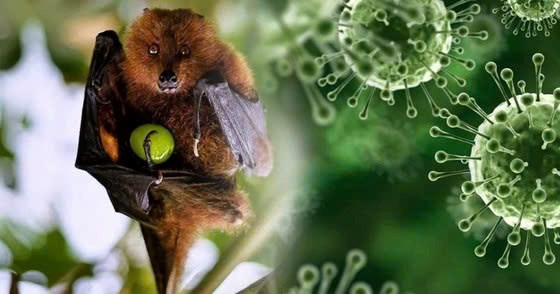 Nguồn l&acirc;y chủ yếu của virus Nipah l&agrave; từ động vật hoang d&atilde;, trong đ&oacute; chủ yếu đến từ dơi - Ảnh minh họa