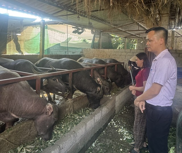 Đàn trâu của gia đình chị Nguyễn Thị Hồng Gấm, thôn Hoành Sơn, xã Yên Lãng được mua từ nguồn vốn vay của NHCSXH Sông Lô