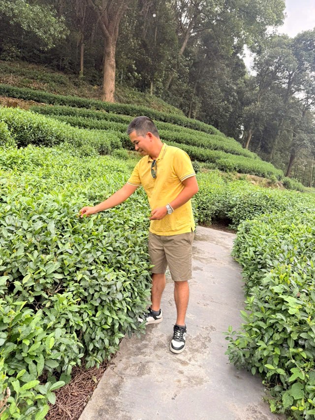 Vùng nguyên liệu trà Tây Hồ Long Tỉnh.
