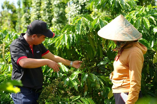 Thông qua Chương trình NESCAFÉ Plan, Nestlé Việt Nam hỗ trợ các nông hộ áp dụng phương pháp nông nghiệp tái sinh giúp họ nâng cao thu nhập, đồng thời góp phần tạo ra nguồn cung ổn định, đồng đều, có khả năng truy x